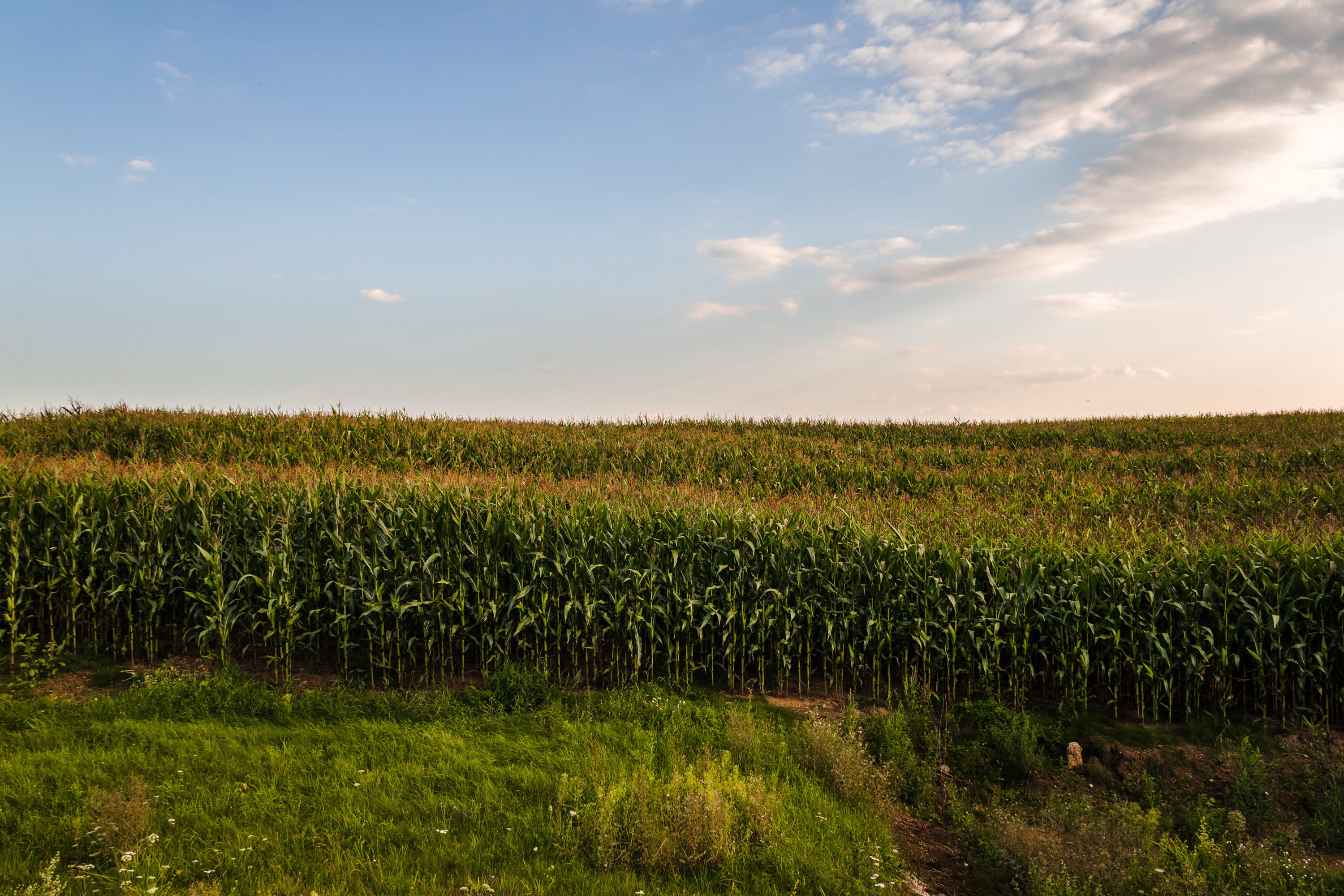 Aerial view of lush green corn crops growing in rows across productive Midwest farmland in the U.S. Corn Belt, representing institutional farmland investment in Illinois, Iowa, Indiana, Nebraska, and the Dakotas