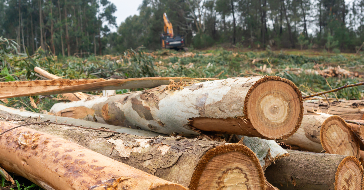 Freshly cut pine logs stacked on a forestry tract with heavy logging machinery operating in the background, illustrating timber land harvesting cycles.