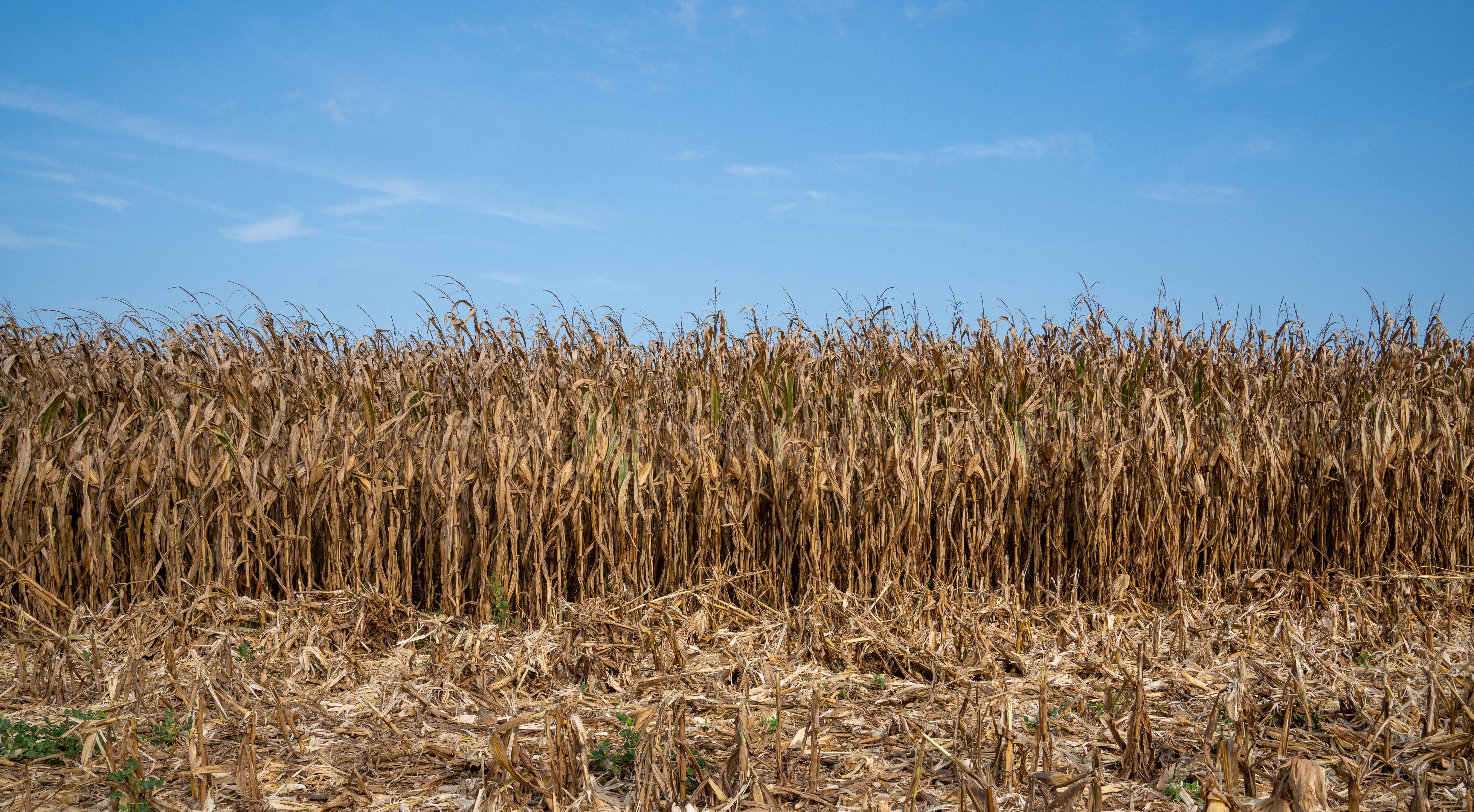 a corn field with blue skies