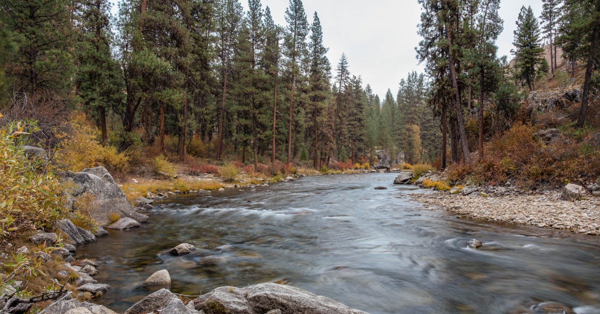 Scenic river running through pine timberland, representing rural land investment opportunities evaluated on Acres