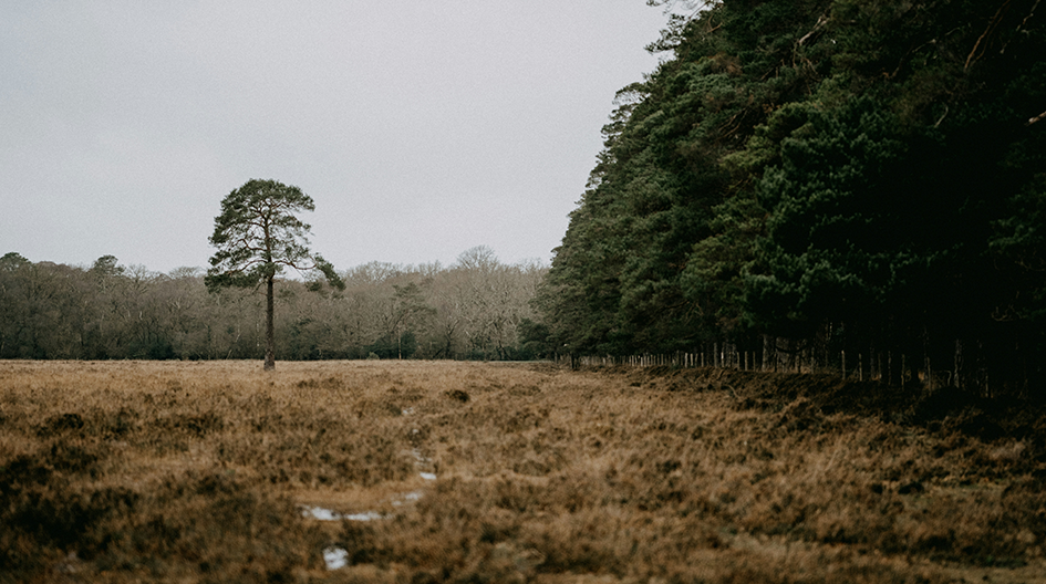 winter field