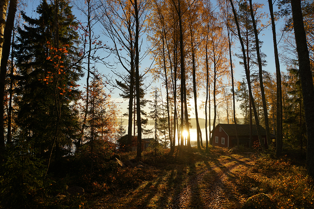 A house in a forest with sunlight shining through the trees