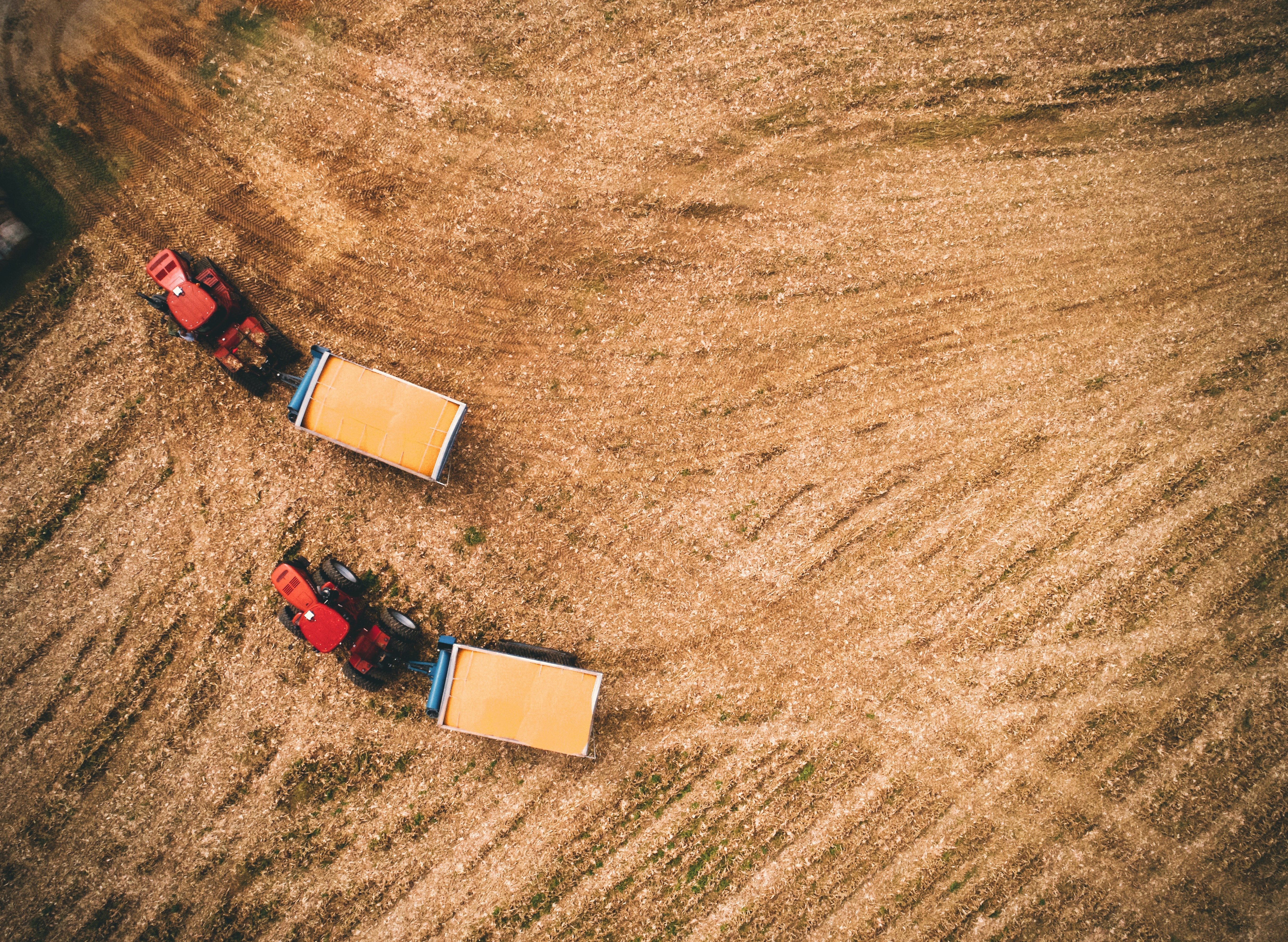 Corn harvest in Russellville, KY