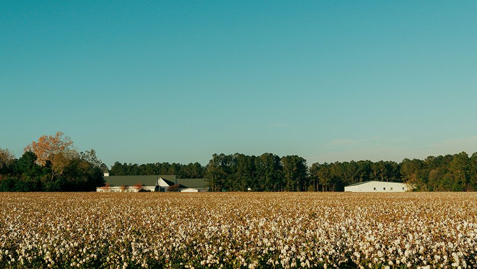 farmhouse in a field of cotton