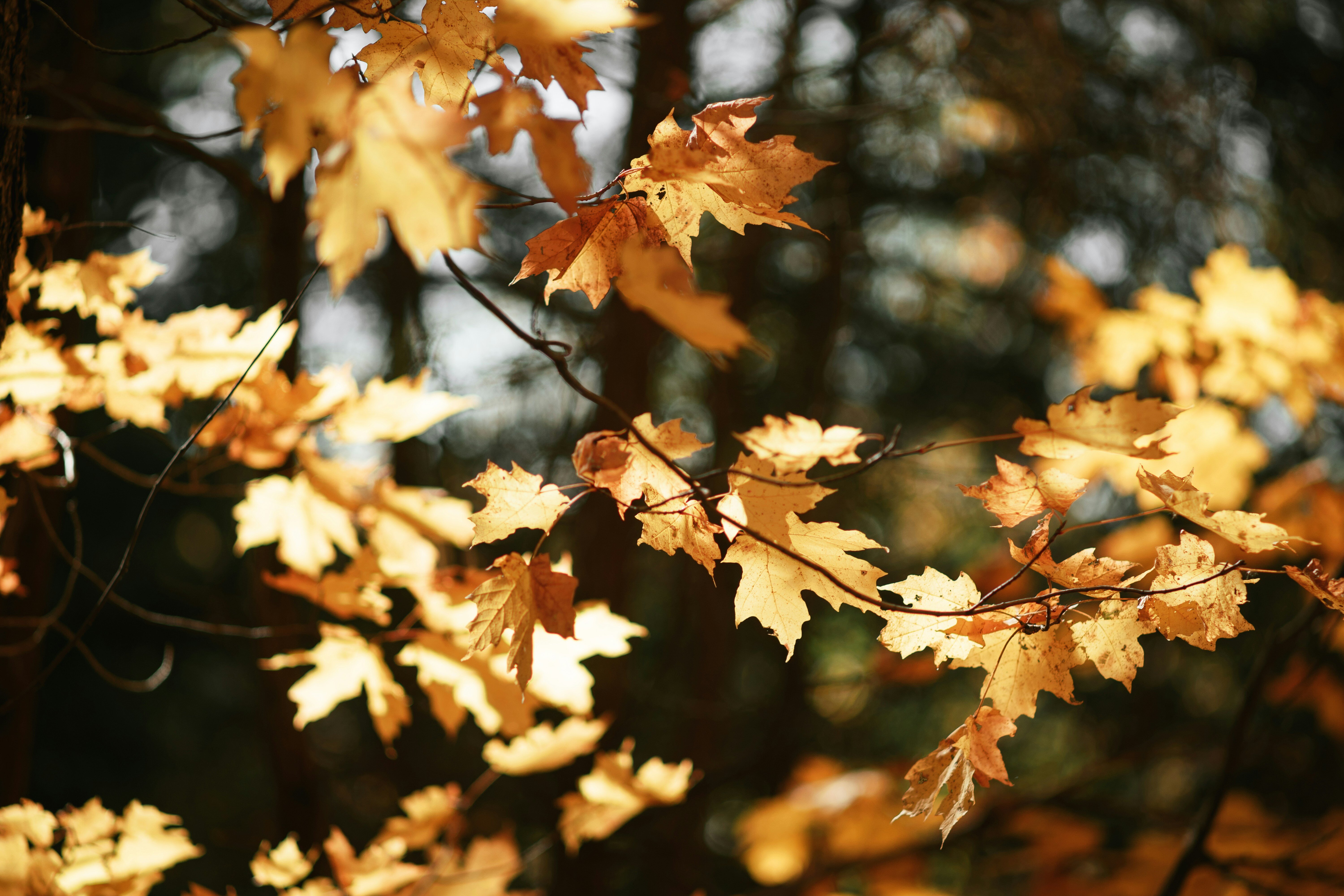 Photograph of yellow fall leaves